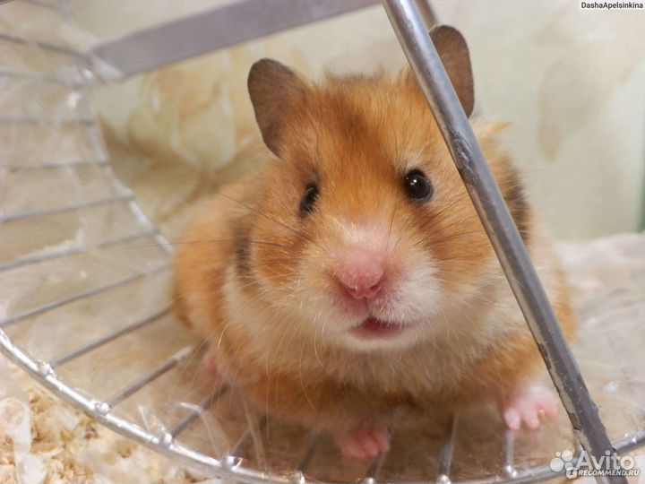 Сирийские хомяки только в хорошие руки и условия