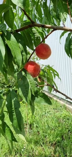 Дом 122 м² на участке 6 сот.