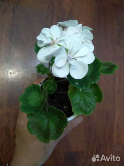 Пеларгония герань