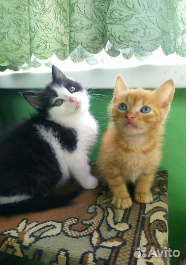 Котятки ищут дом