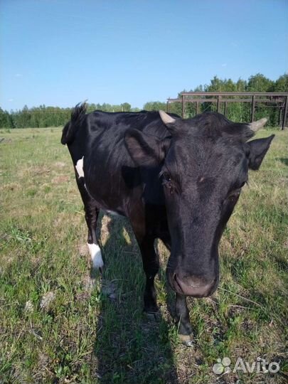 Корова и телка