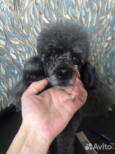 Груменг для собак