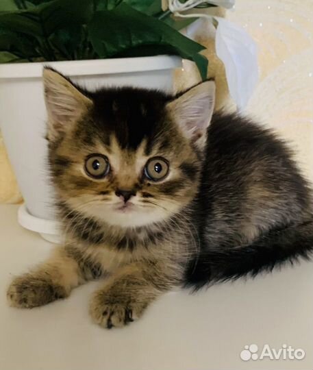 Шотланский котенок