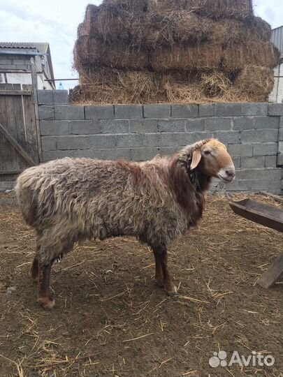 Баран Арашан