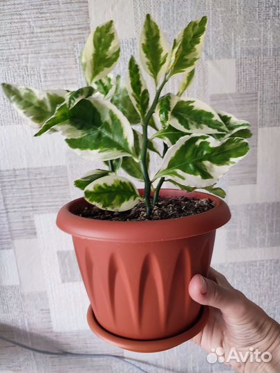 Педилантус вариегатный