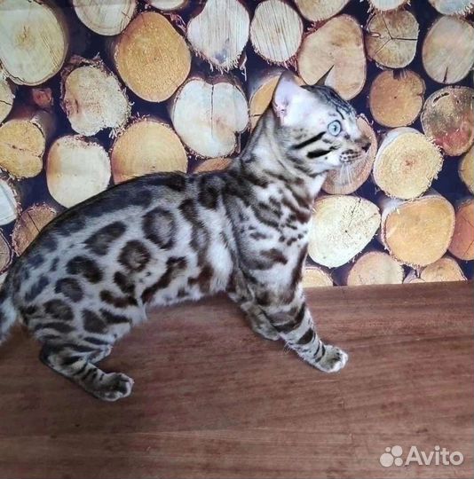 Бенгальский котик Сёма