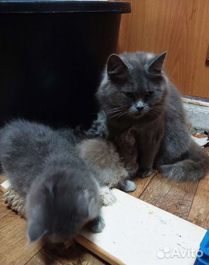 Британские котята