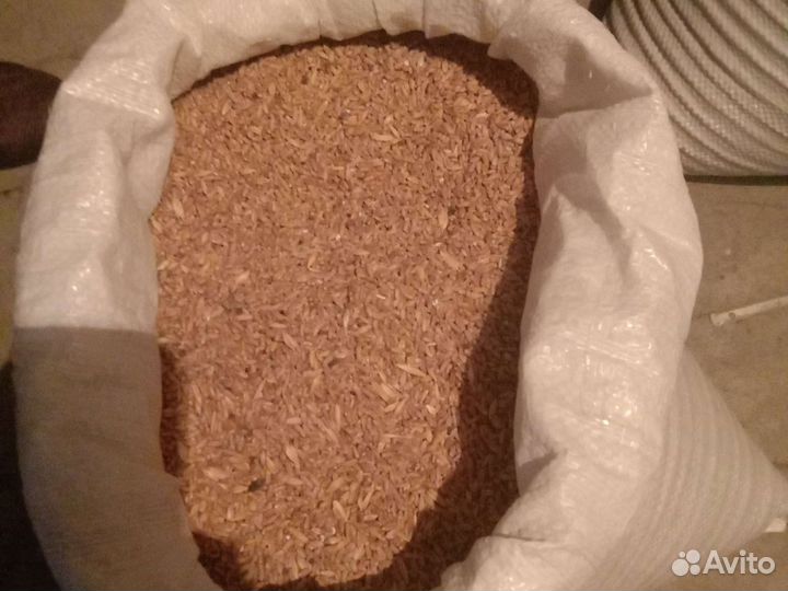 Продам зерно пршеница
