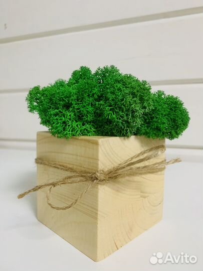 Мох в кубе из сосны (8х8х8)