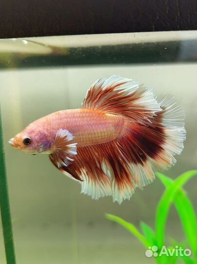 Рыбка петушок