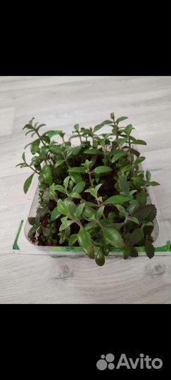 Каланхоэ лечебное