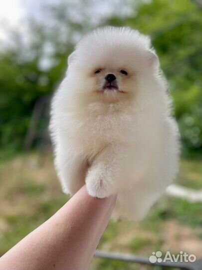 Щенки померанского шпица