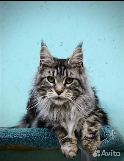 Девочка Мейн Кун. Грациозная принцесса