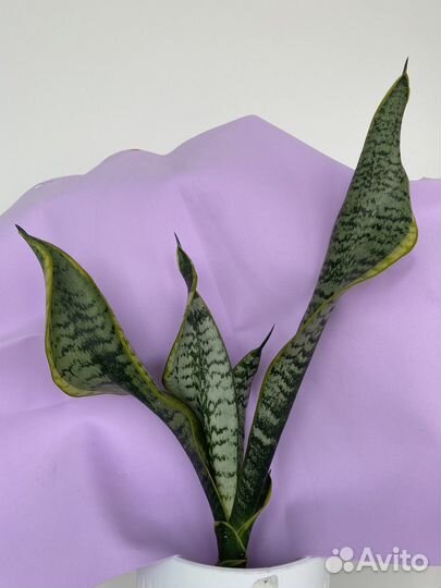 Сансевиерия Систер Твистер, Голден Баннер, Денис