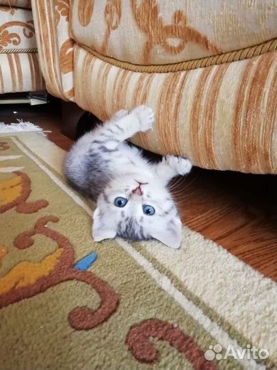 Отдам даром в добрые руки