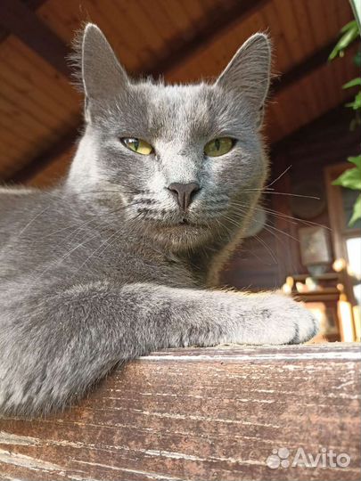 Русская голубая кошка