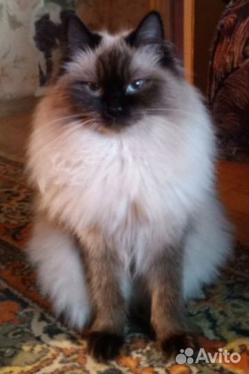 Отдам в добрые руки котят