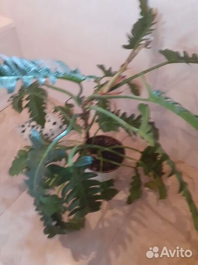 Филодендрон