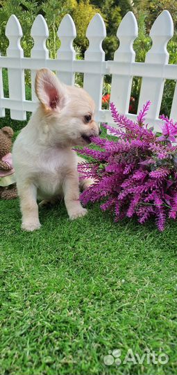 Щенок чихуахуа