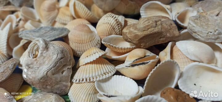 Морские камни И ракушки
