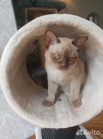 Котёнок Бурма девочка шоколад