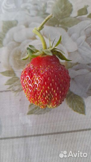 Рассада клубники