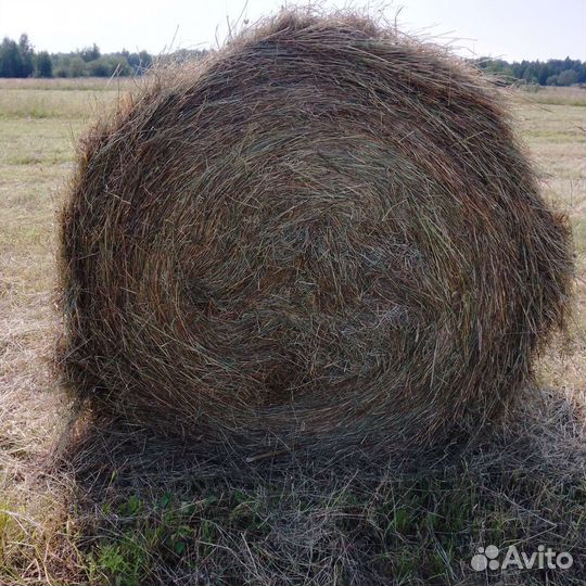 Продам сено в рулонах