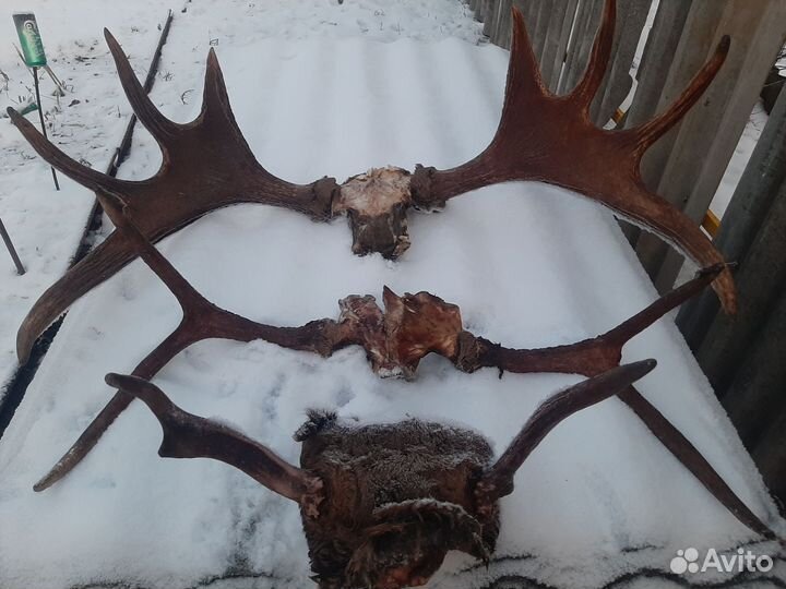 Продам рога лося