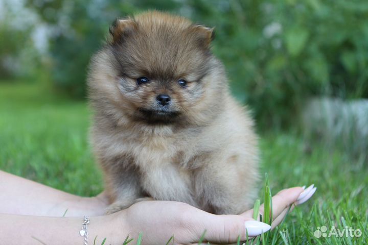 Померанский микро мальчик