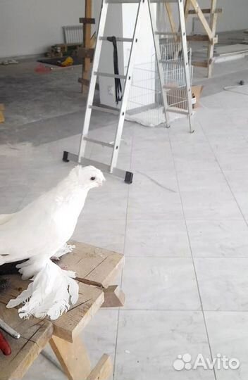 Голубь двухчубые