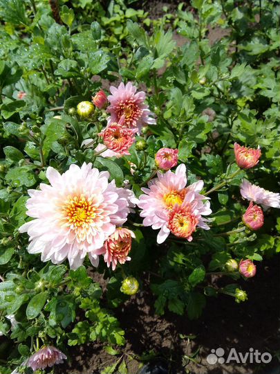 Хризантема