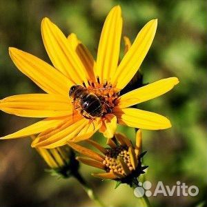 Сильфия, лучший медонос, семена