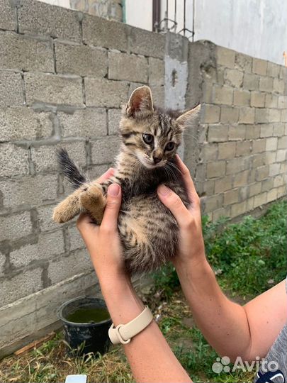 Маленькая девочка в добрые руки