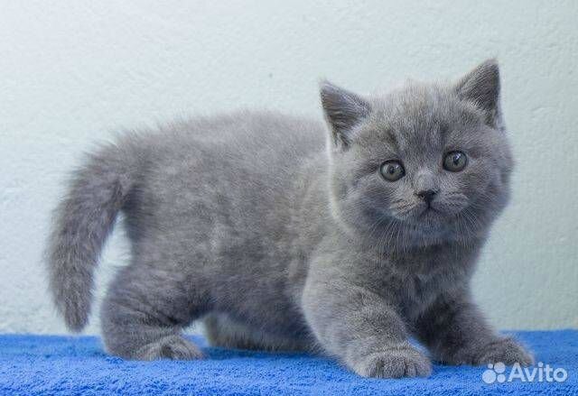 Ласковые британские котята