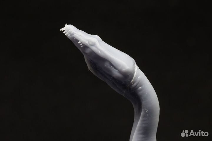 Сборные модели динозавров Arma Models dino35007 1