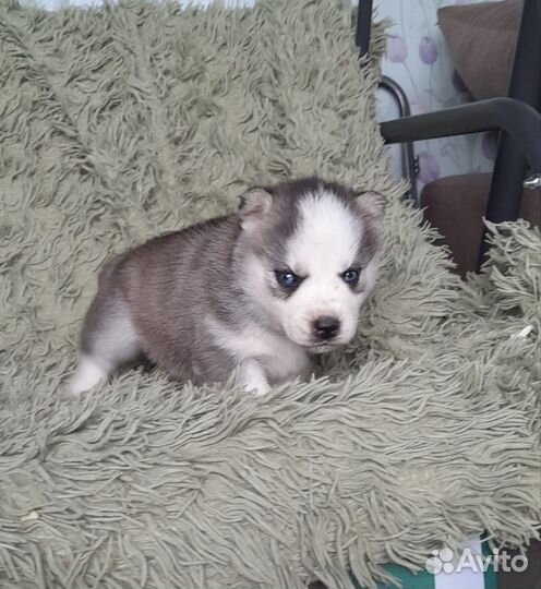 Щенки сибирской хаски