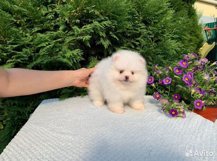 Померанский шпиц мини