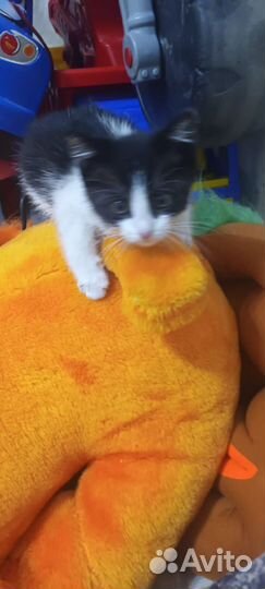 Маленький котенок ищет свой дом