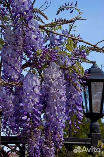 Садовые растения зкс (в горшках)