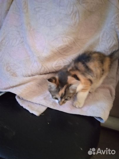 Котята в добрые руки даром