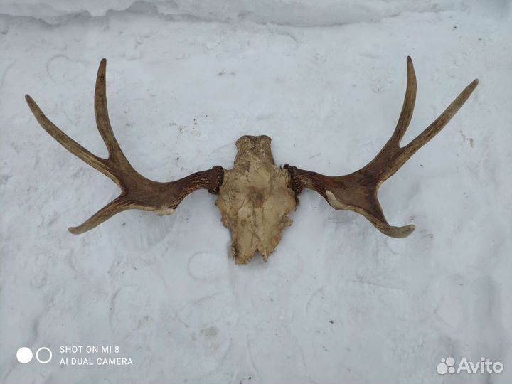 Продам рога лося