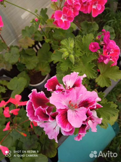 Пеларгония герань