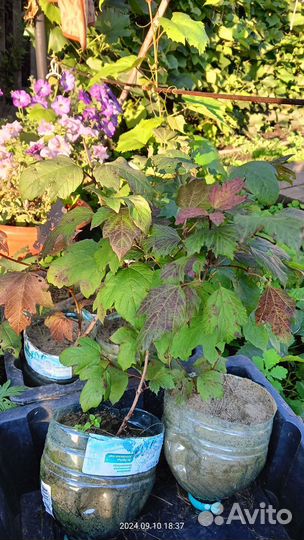 Калина бульденеж саженцы