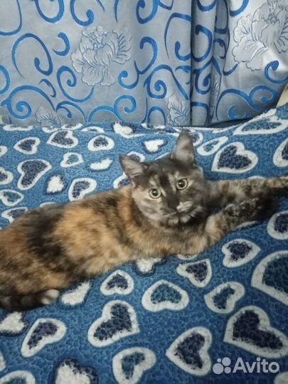 Кошка в дар бесплатно