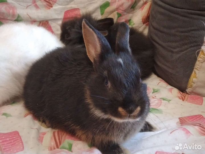Декоративные кролики