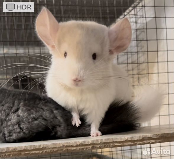 Шиншилла мальчик