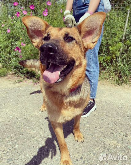 Собачка Забава