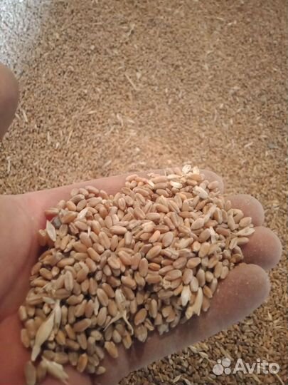 Зерно- пшеница озимая
