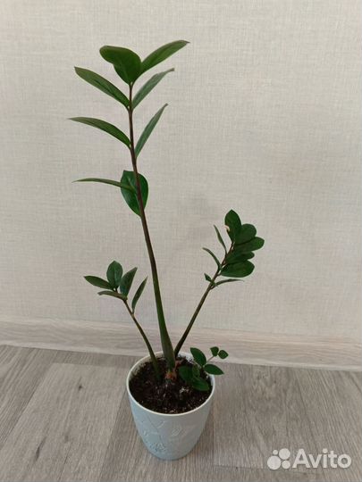 Цветы замиокулькас