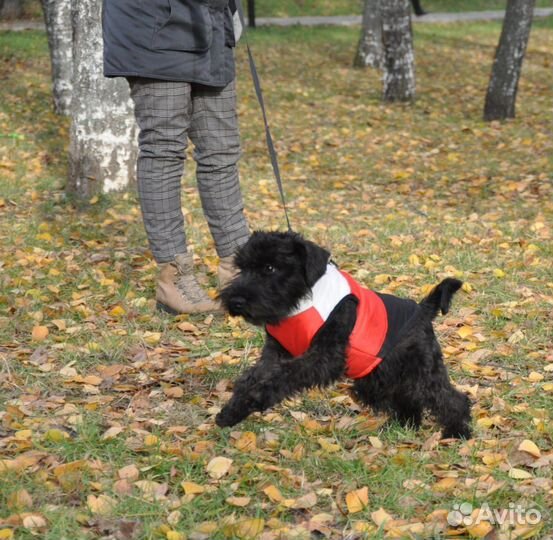 Цвергшнауцер чёрный щенок